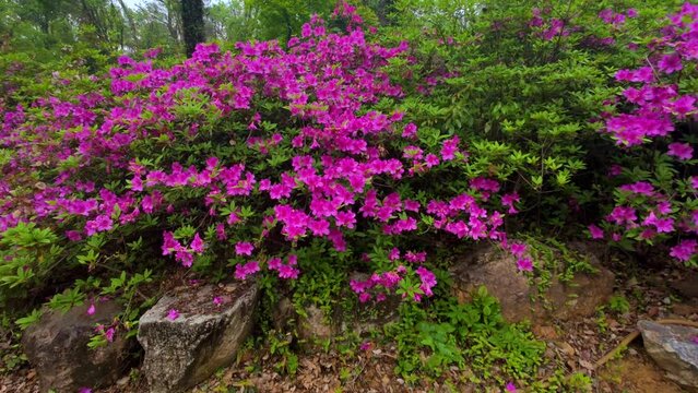 Rhododendrons bloom in Moshan scenic spot on East Lake in Wuhan, Hubei province