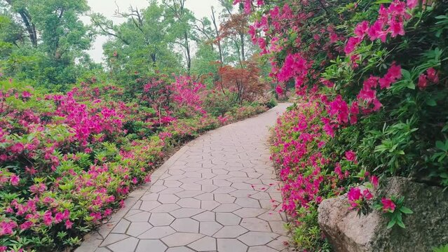 Rhododendrons bloom in Moshan scenic spot on East Lake in Wuhan, Hubei province