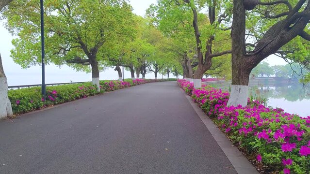 Rhododendrons bloom in Moshan scenic spot on East Lake in Wuhan, Hubei province