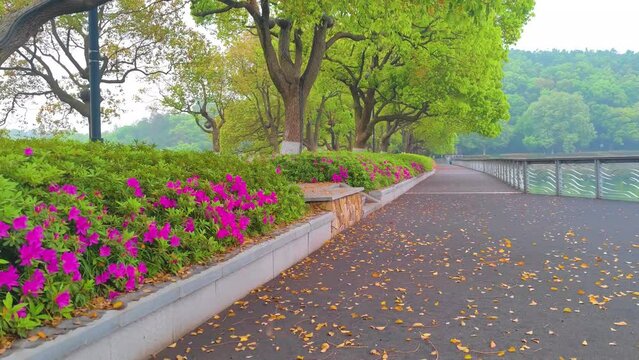 Rhododendrons bloom in Moshan scenic spot on East Lake in Wuhan, Hubei province