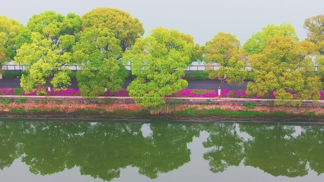 Rhododendrons bloom in Moshan scenic spot on East Lake in Wuhan, Hubei province
