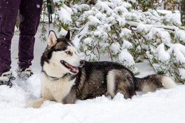 Black and white Siberian Husky dog laying in the snow next to a tree. - 792623500