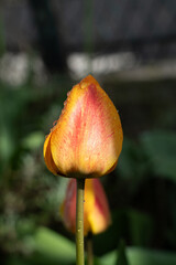 tulipe en feu