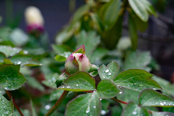 bouton floral