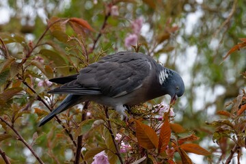 Pigeon ramier,.Columba palumbus, Common Wood Pigeon, pigeons. Beautiful closeup view of big common city feral pigeon (Columbidae) sitting on a branch