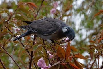 Pigeon ramier,.Columba palumbus, Common Wood Pigeon, pigeons. Beautiful closeup view of big common city feral pigeon (Columbidae) sitting on a branch