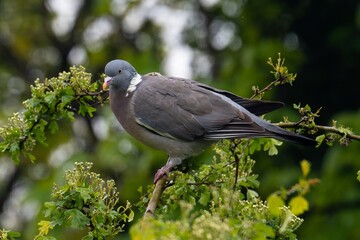 Pigeon ramier,.Columba palumbus, Common Wood Pigeon, pigeons. Beautiful closeup view of big common city feral pigeon (Columbidae) sitting on a branch