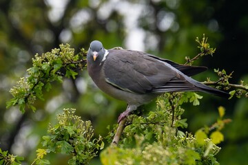 Pigeon ramier,.Columba palumbus, Common Wood Pigeon, pigeons. Beautiful closeup view of big common city feral pigeon (Columbidae) sitting on a branch