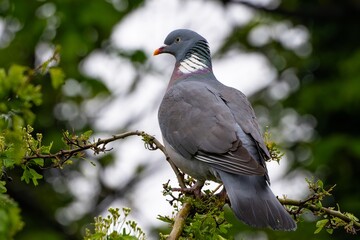 Pigeon ramier,.Columba palumbus, Common Wood Pigeon, pigeons. Beautiful closeup view of big common...