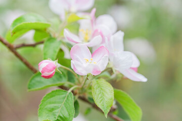 Obraz na płótnie Canvas りんごの花