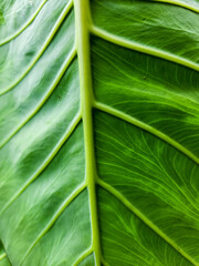 Alocasia leaf texture structure, alocasia leaf pattern