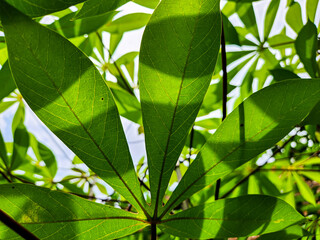 Cassava leaf