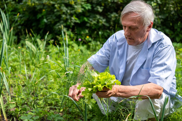 Joy of horticulture displayed by an elderly man as he inspects the fruits of his labor in a lush...