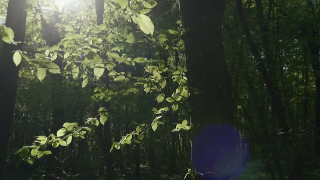 Sun through leaves. Warm evening light shining through foliage
