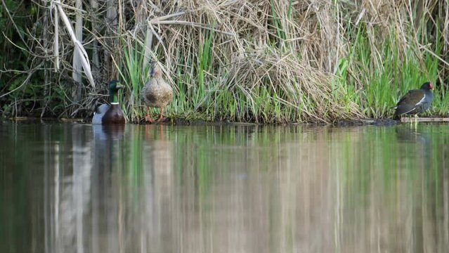 Battle and copulation of two males of Mallard, Anas platyrhynchos, group of birds on lake at spring time