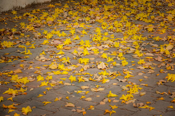 A pile of yellow leaves on a brick walkway
