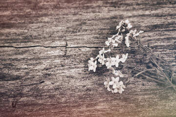 Vergissmeinnicht mit Holz Hintergrund  - Blume - Ecology - Frühling - Springtime- Spring -...