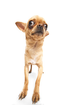Short-haired funny chihuahua looking curiously at camera against white studio background. Fish-eye effect. Concept of funny dogs, veterinary and grooming service, canine food, friendship. Ad