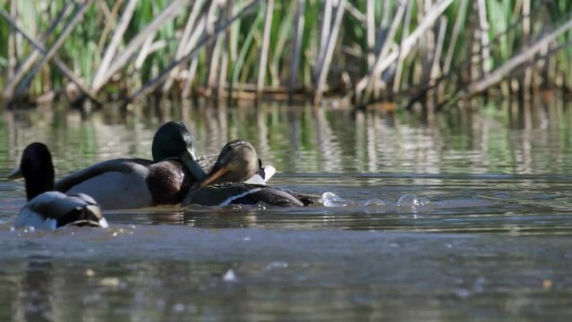 Mallard, Anas platyrhynchos, group of birds in copulation on lake at spring time