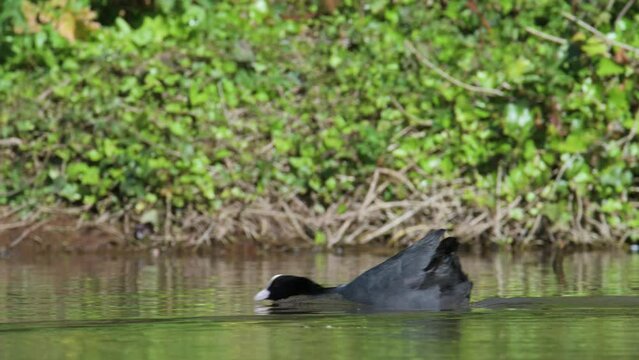 Eurasian Coot or Common Coot, Fulica atra on the water at spring time