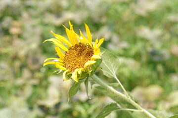 sunflower on a meadow