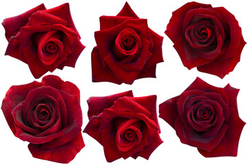 Collections dark red roses heads blooming isolated on white background.Photo with clipping path.