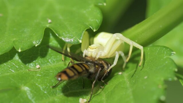 Flower Crab Spider, Misumena on leaf with a prey