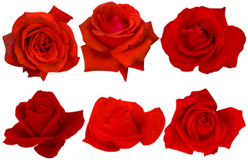 collections dark red roses heads blooming isolated on white background.Photo with clipping path.