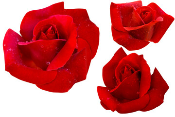 Three dark red rose heads blooming isolated on white background.Photo with clipping path.