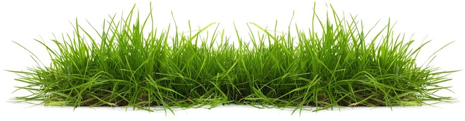 Fototapeta premium Arass growing on a white background