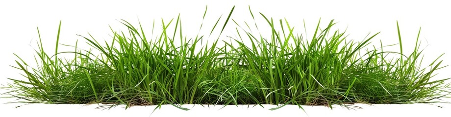 Fototapeta premium Arass growing on a white background