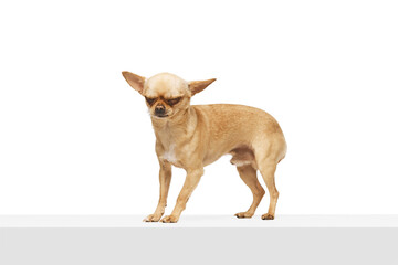 Small, brown chihuahua with perked up ears standing and its eyes are closed against white studio...