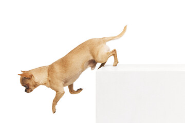 Naklejka premium Small, short-haired Chihuahua jumping rom white box against white studio background. Playful, funny dogs. Concept of funny dogs, veterinary and grooming service, canine food, friendship. Ad