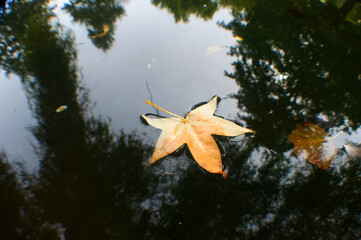 a leaf floating in a lagoon in the autumn of southern Chile