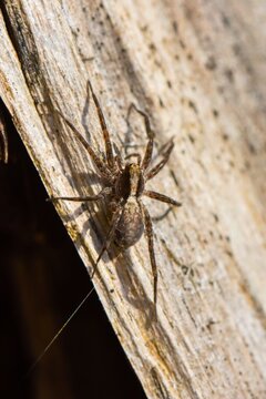 Nursery web spider (Pisaura mirabilis) sitting on a piece of old wood. Close up.