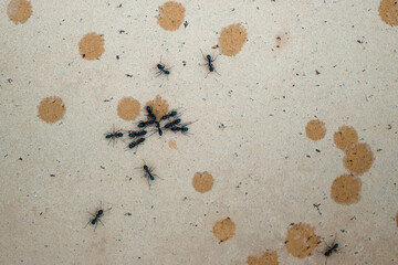 ants on tile with raindrops, macro closeup close, background pattern wallpaper texture, abstract insects