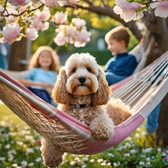 a golden doodle sitting on a hammock under a magnolia on a sunny day
