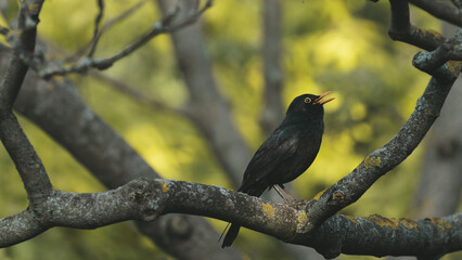 Common blackbird with green backdrop