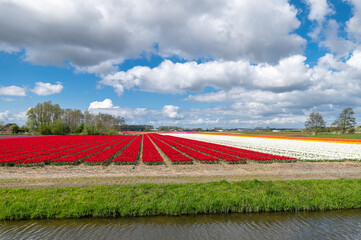 Colorful tulip fields and a canal in the Netherlands