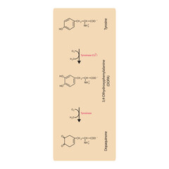 Diagram showing biosynthesis of Dopaquinone from Tyrosine via Tyrosinase - schematic molecular strcuture chemical illustration.