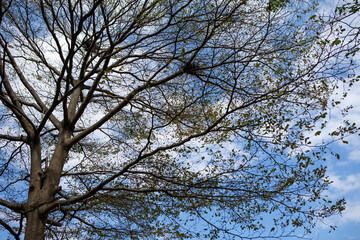 winter sky with branches
