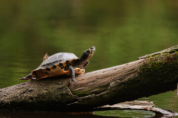 Terrapin sitting on the fallen tree in the pond