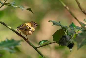 Goldcrest bird sitting on the branch in the bush