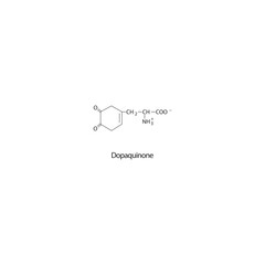 Dopaquinone skeletal structure diagram.Dopamine metabolite compound molecule scientific illustration on white background.