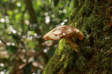 Mushroom growing from the mossy tree