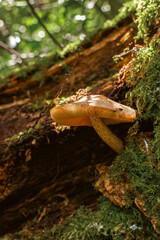Mushroom growing from the mossy tree trunk