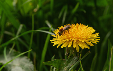 Bee gathering pollen from the yellow dandelion flower