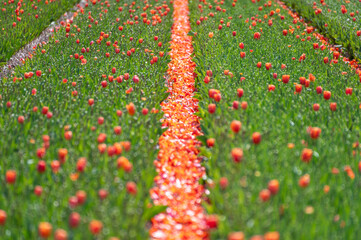 Pedals on a field of red tulips