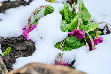 red primrose in a garden covered with snow