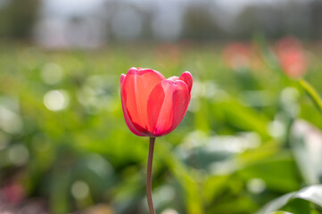 Close-up of a red tulip in the field